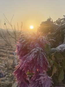 花开花落中文系