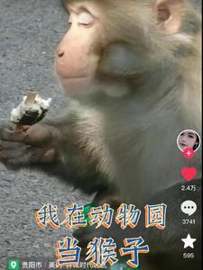 变成猴子的我被直播了