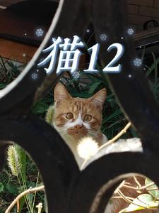 猫12月份为啥会叫